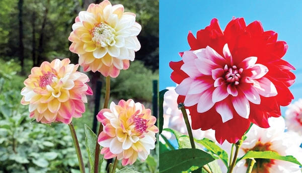 /Dahlia-of-new-lights