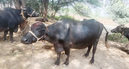 వైరస్ సోకి  గేదెలు మృత్యు ముంగిట