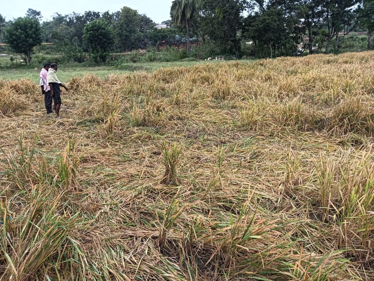 పంటలపై ఏనుగుల దాడులు