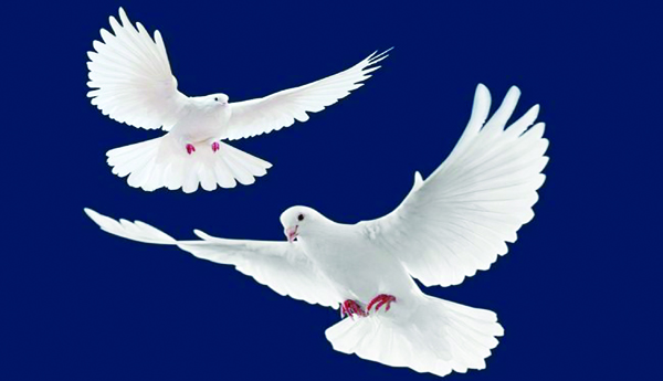 white-dove