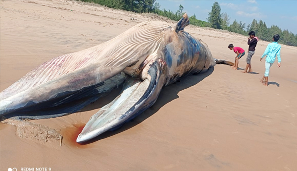 whale-at-bhavanapadu-sea-coast