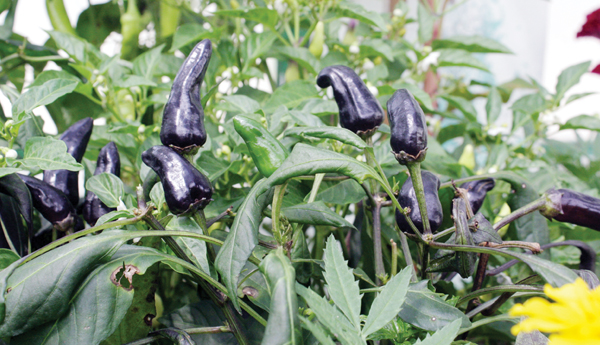 black mirchi